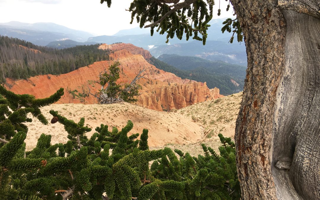 10.000 ft High at Cedar Breaks