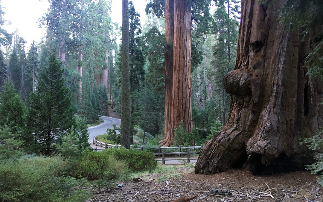 Kings Canyon Sunset Trail