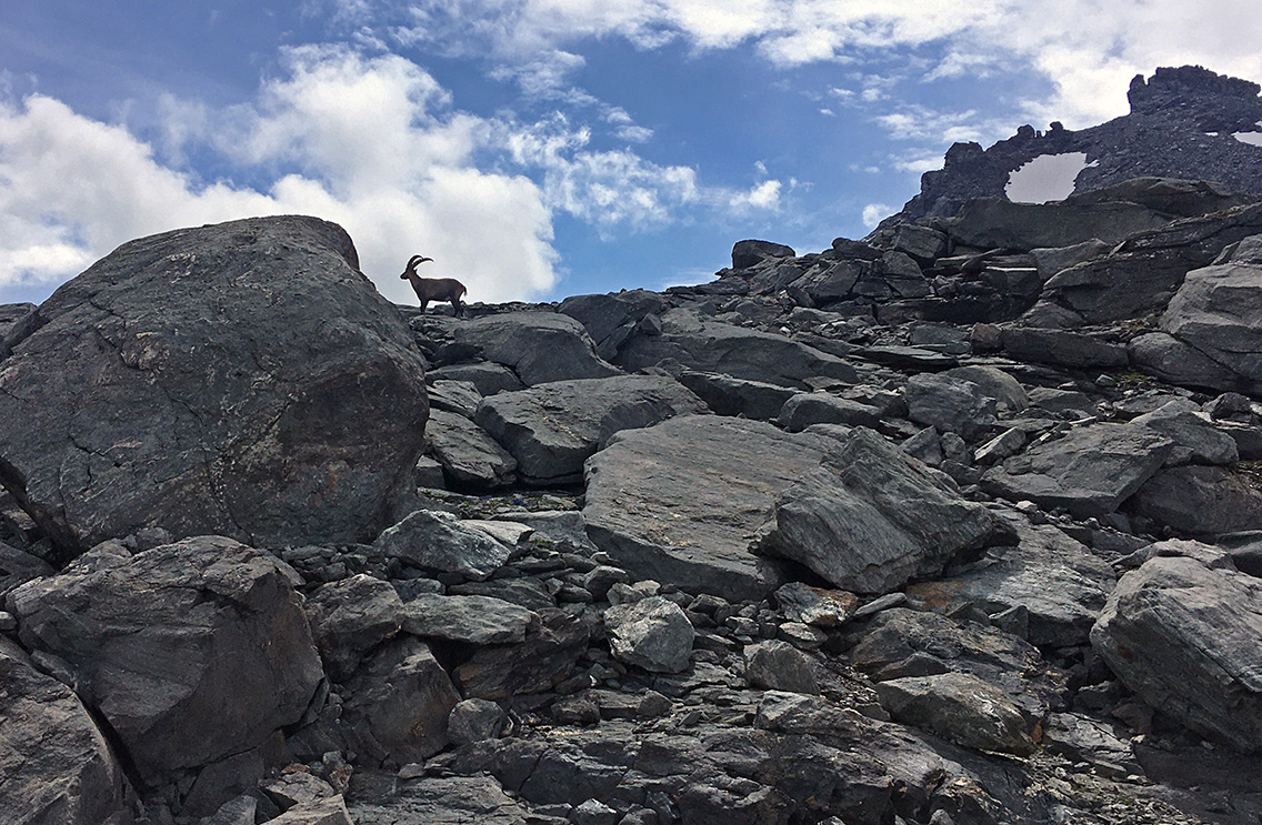 haute-route-3-grand-desert-ibex