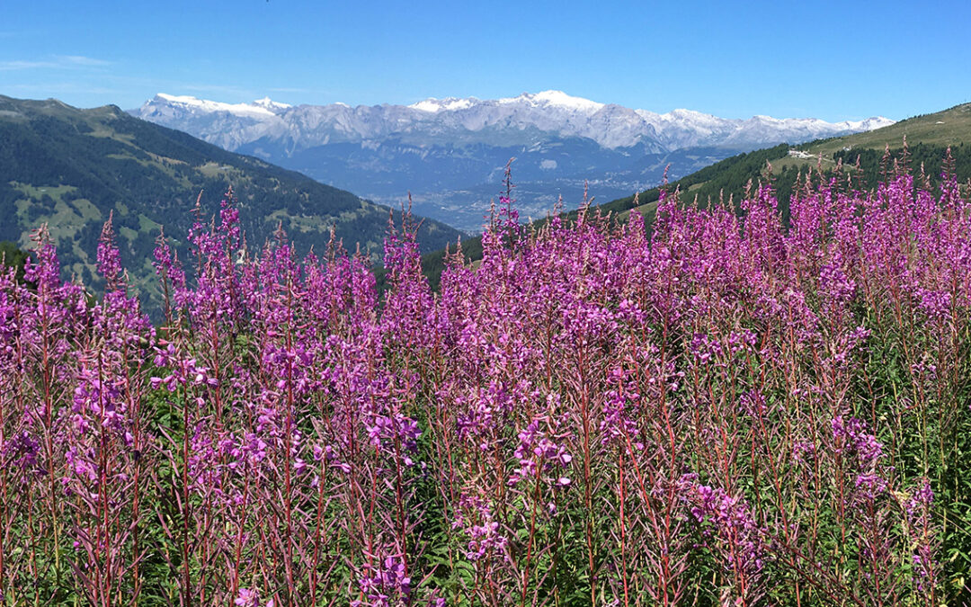 Haute Route 7: Meidsee