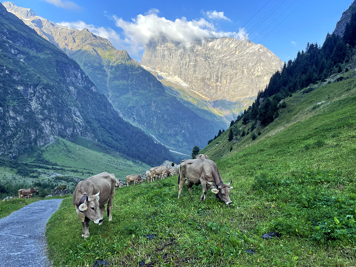 Via Alpina Stafeli Cows